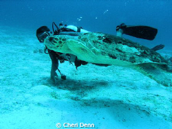 This turtle is huge.  The diver is swimming right next to... by Cheri Denn 